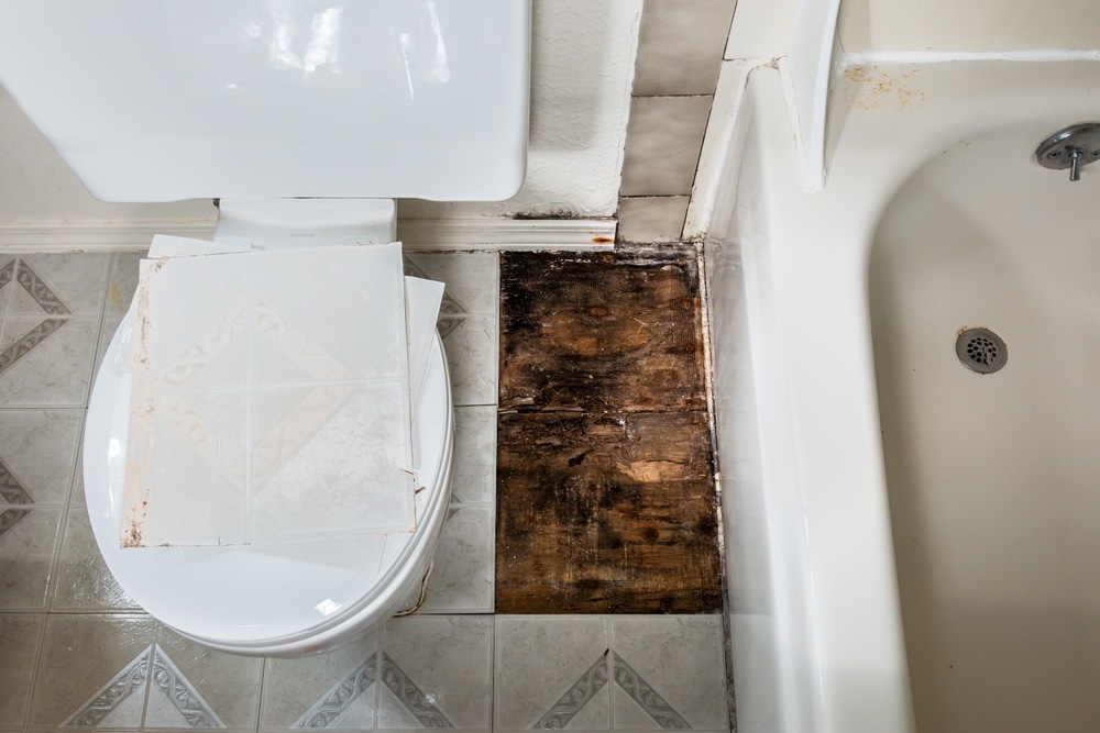 bathroom mold removal in raleigh north carolina